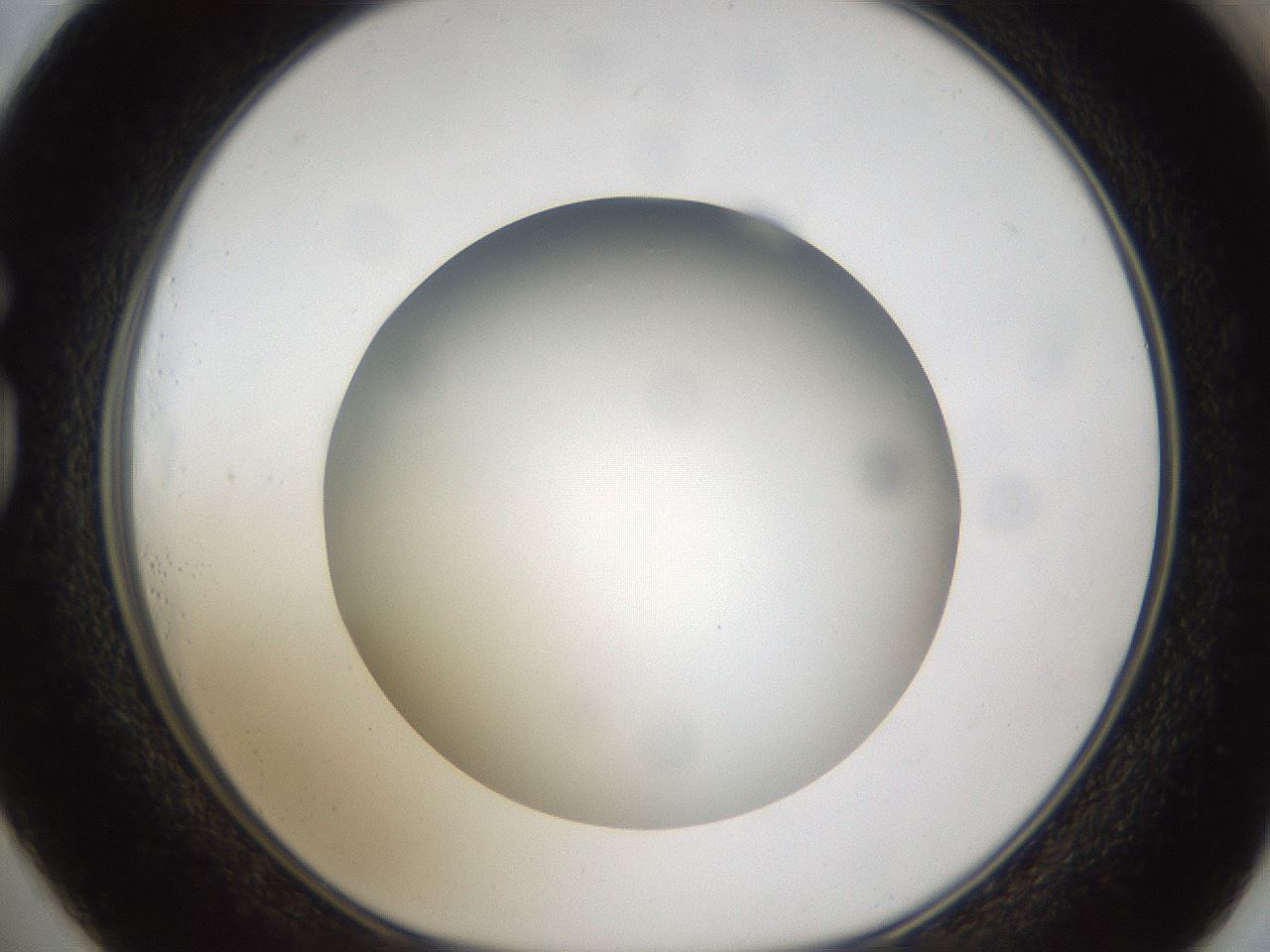folderID303_plateID1303_batchID4266_wellNum73_profileID1_d1_r78560_ef.jpg