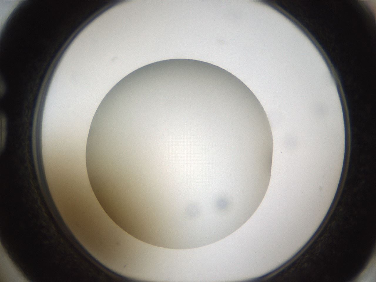 folderID303_plateID1303_batchID4266_wellNum74_profileID1_d1_r78561_ef.jpg