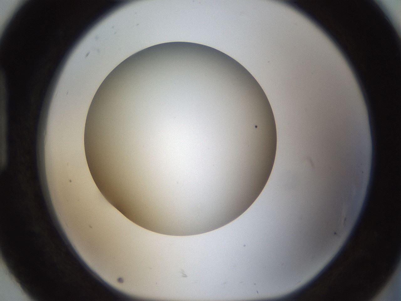 folderID303_plateID1303_batchID4266_wellNum92_profileID1_d1_r78579_ef.jpg