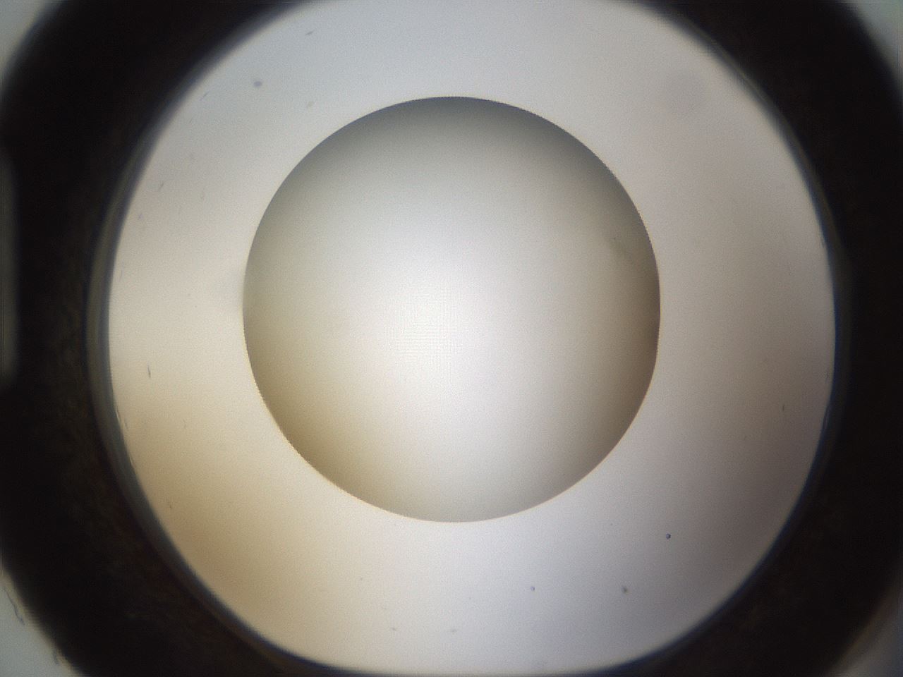 folderID303_plateID1303_batchID4266_wellNum93_profileID1_d1_r78580_ef.jpg