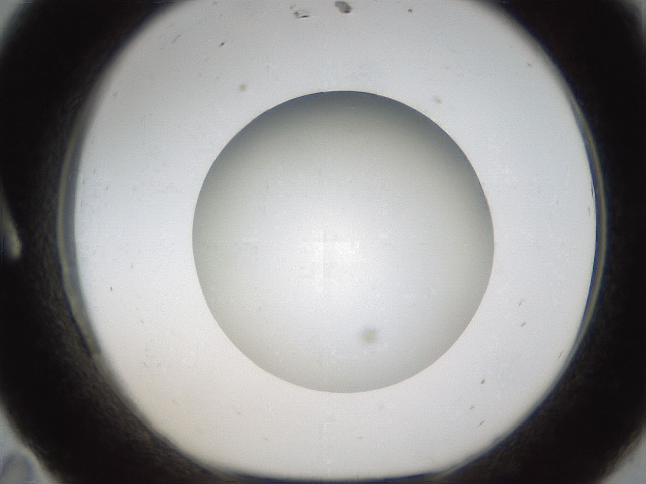 folderID303_plateID1303_batchID4303_wellNum11_profileID1_d1_r78498_ef.jpg