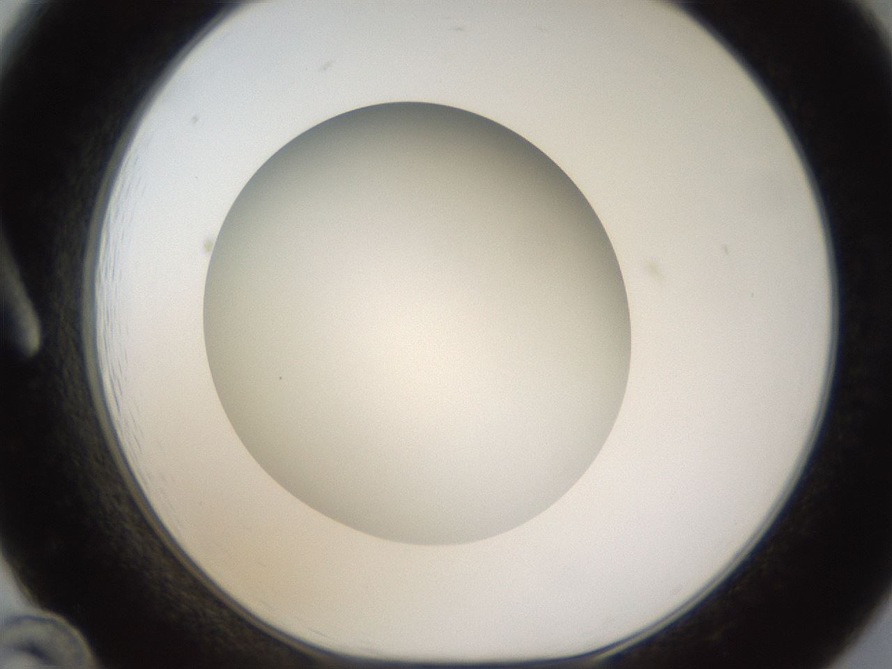 folderID303_plateID1303_batchID4303_wellNum12_profileID1_d1_r78499_ef.jpg