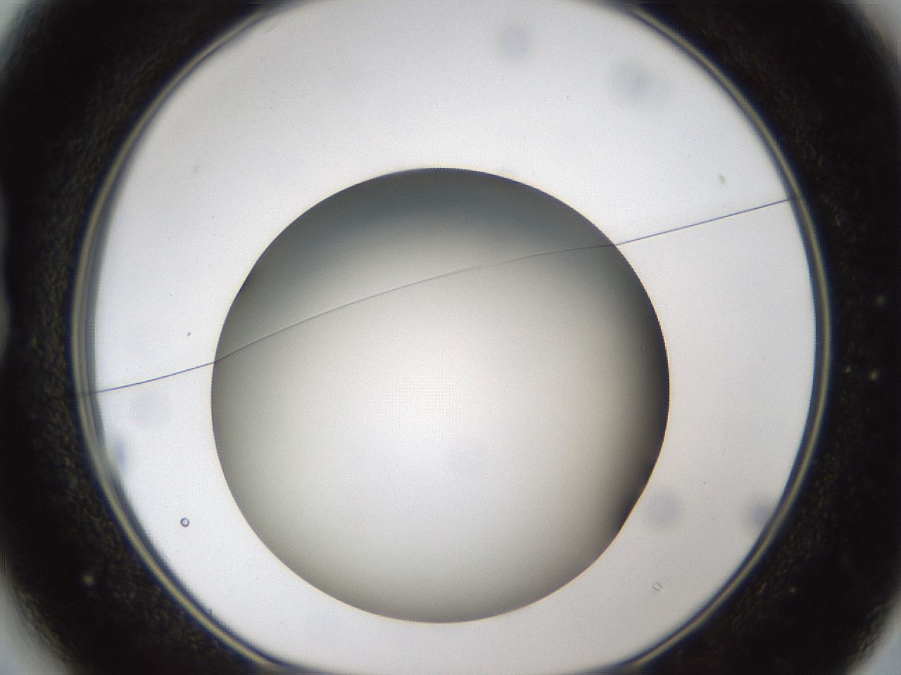 folderID303_plateID1303_batchID4303_wellNum13_profileID1_d1_r78500_ef.jpg