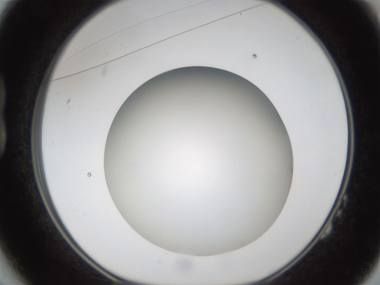 folderID303_plateID1303_batchID4303_wellNum14_profileID1_d1_r78501_ef.jpg