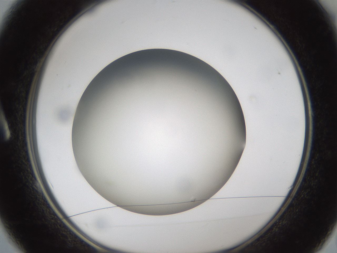 folderID303_plateID1303_batchID4303_wellNum1_profileID1_d1_r78488_ef.jpg