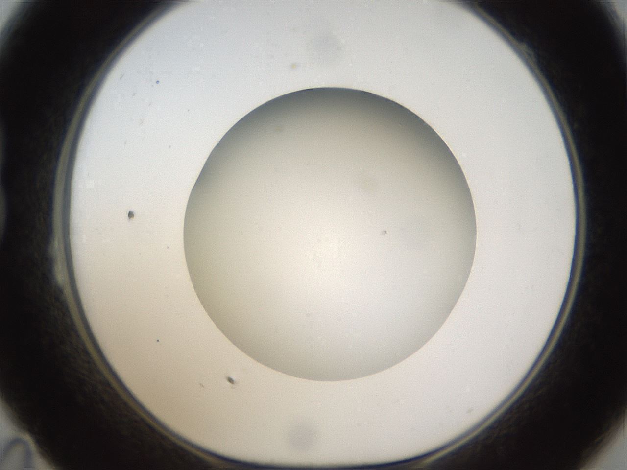 folderID303_plateID1303_batchID4303_wellNum23_profileID1_d1_r78510_ef.jpg