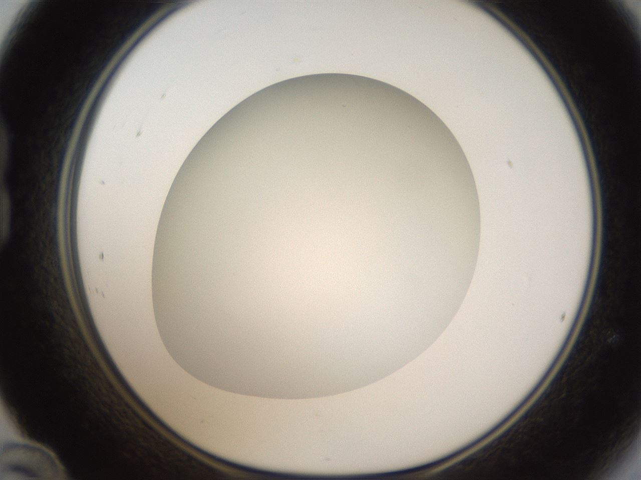 folderID303_plateID1303_batchID4303_wellNum24_profileID1_d1_r78511_ef.jpg