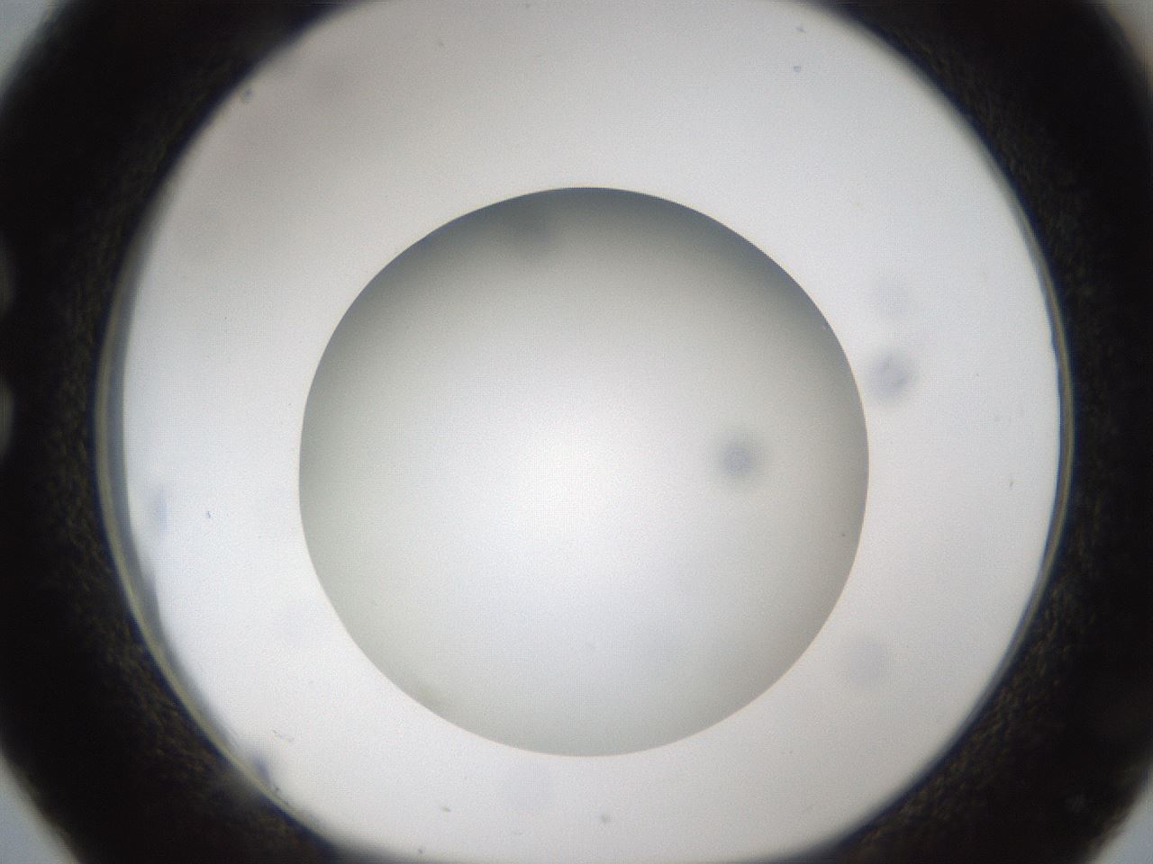 folderID303_plateID1303_batchID4303_wellNum26_profileID1_d1_r78513_ef.jpg