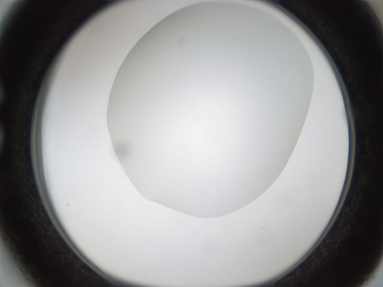 folderID303_plateID1303_batchID4303_wellNum27_profileID1_d1_r78514_ef.jpg
