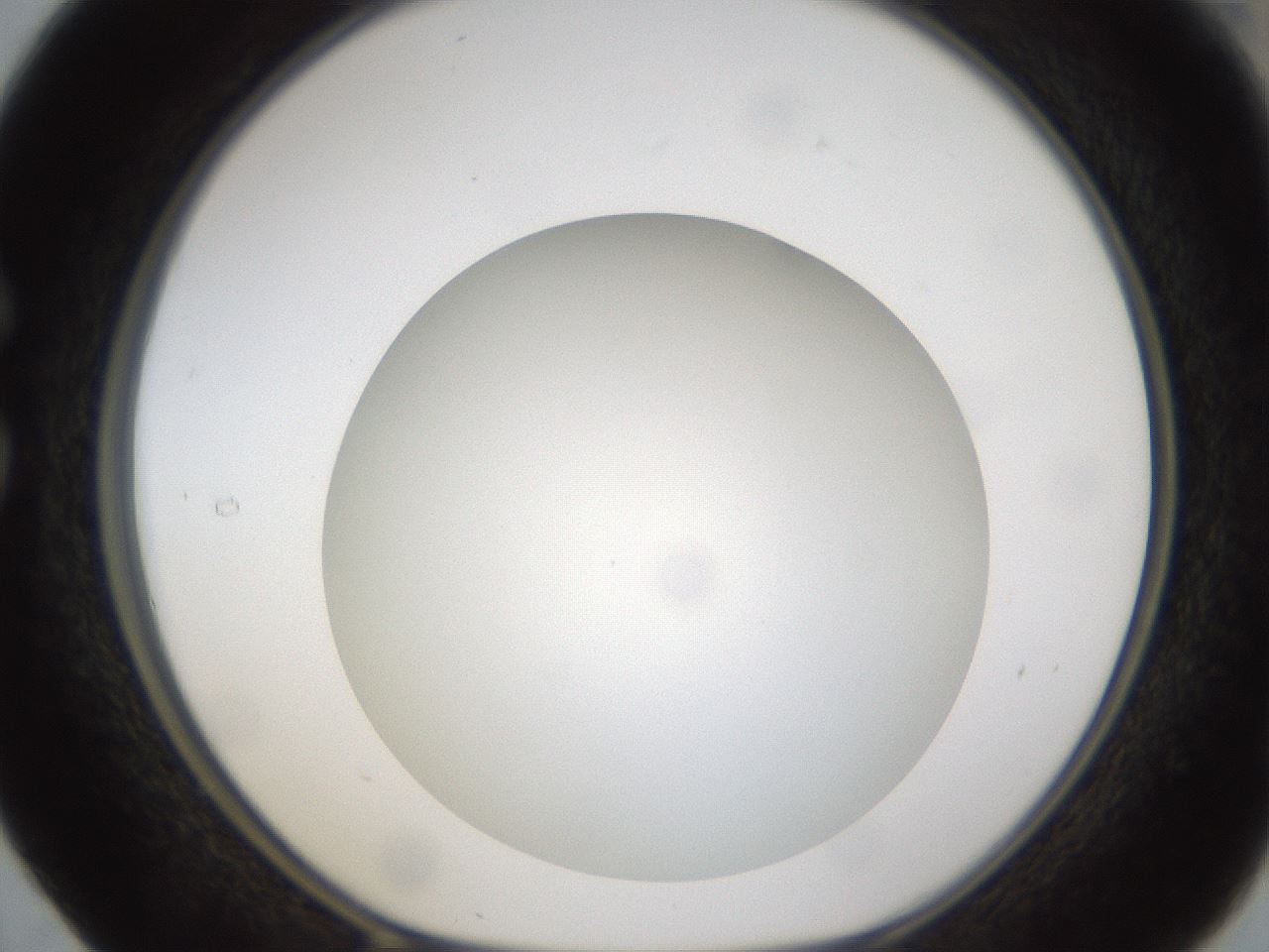 folderID303_plateID1303_batchID4303_wellNum29_profileID1_d1_r78516_ef.jpg