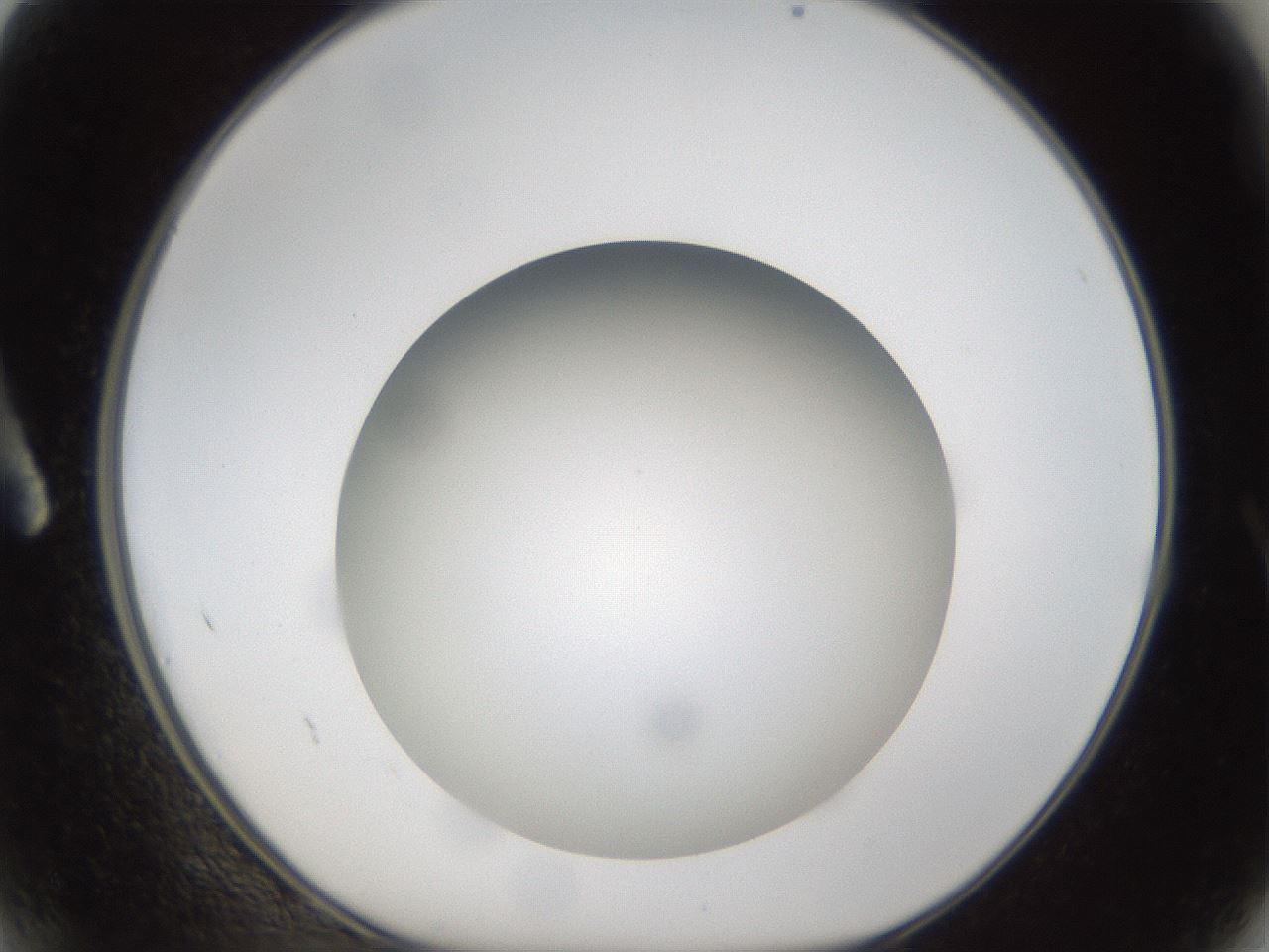 folderID303_plateID1303_batchID4303_wellNum2_profileID1_d1_r78489_ef.jpg