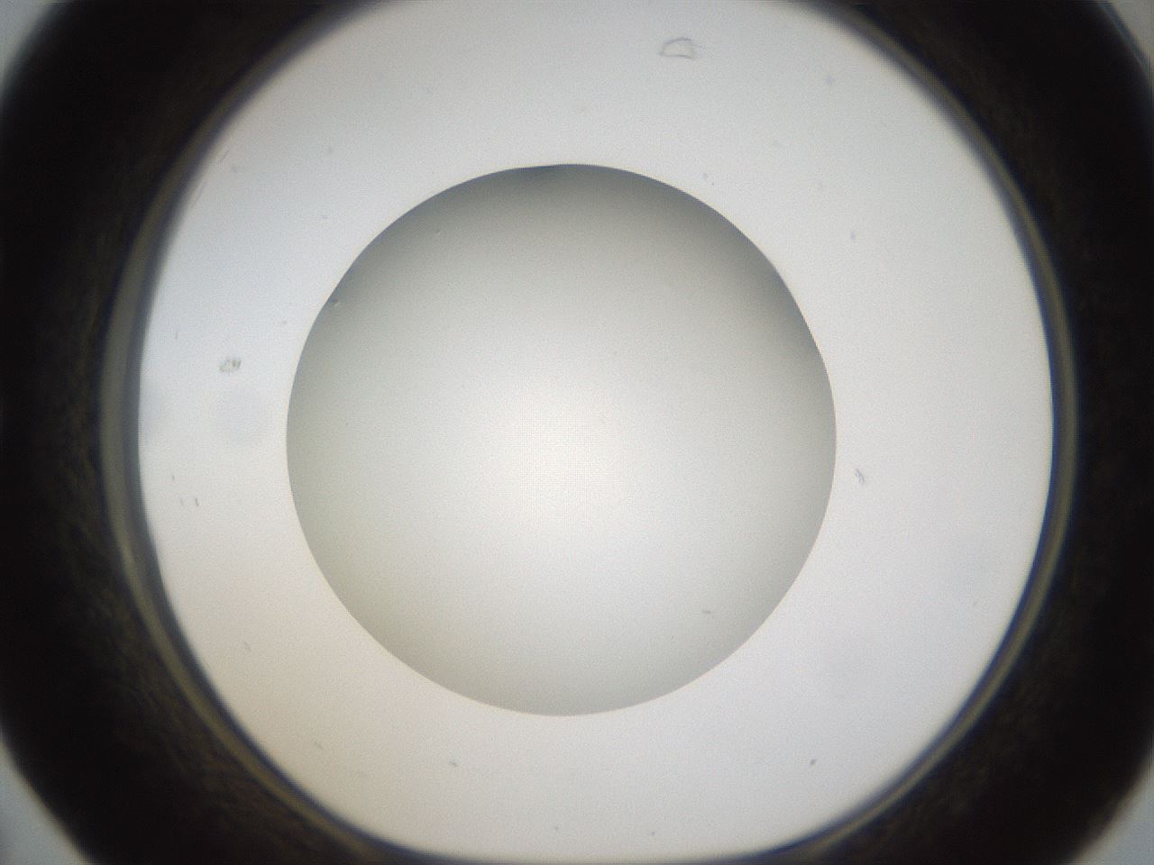 folderID303_plateID1303_batchID4303_wellNum31_profileID1_d1_r78518_ef.jpg
