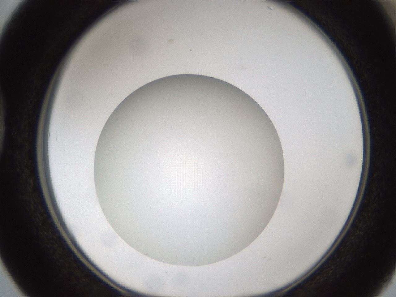 folderID303_plateID1303_batchID4303_wellNum38_profileID1_d1_r78525_ef.jpg