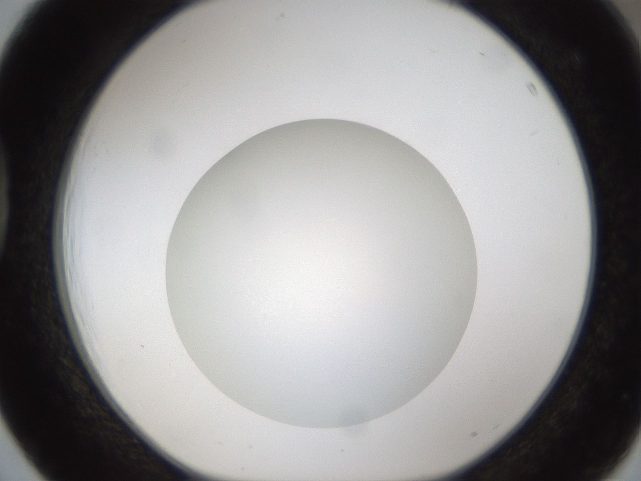folderID303_plateID1303_batchID4303_wellNum39_profileID1_d1_r78526_ef.jpg