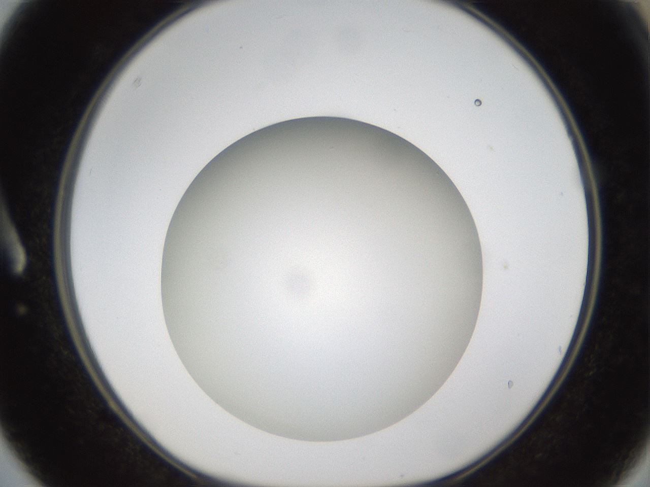folderID303_plateID1303_batchID4303_wellNum3_profileID1_d1_r78490_ef.jpg