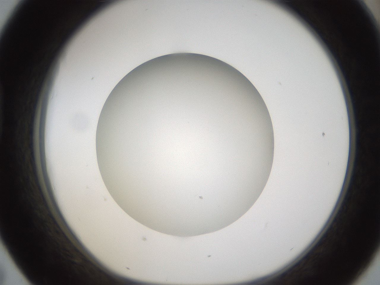 folderID303_plateID1303_batchID4303_wellNum43_profileID1_d1_r78530_ef.jpg