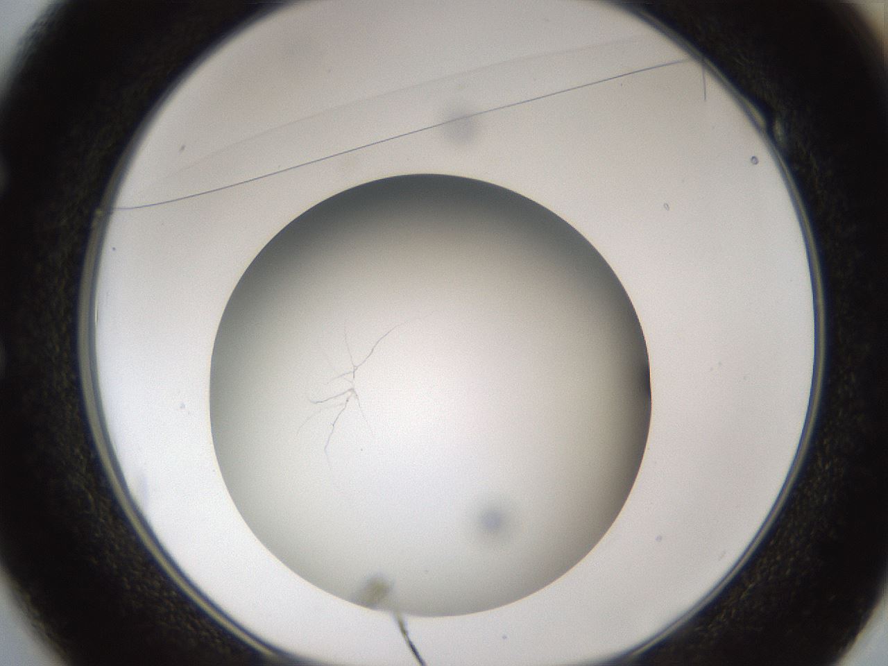 folderID303_plateID1303_batchID4303_wellNum49_profileID1_d1_r78536_ef.jpg