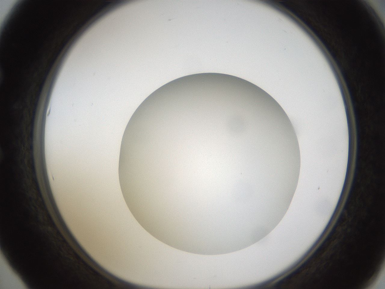 folderID303_plateID1303_batchID4303_wellNum53_profileID1_d1_r78540_ef.jpg