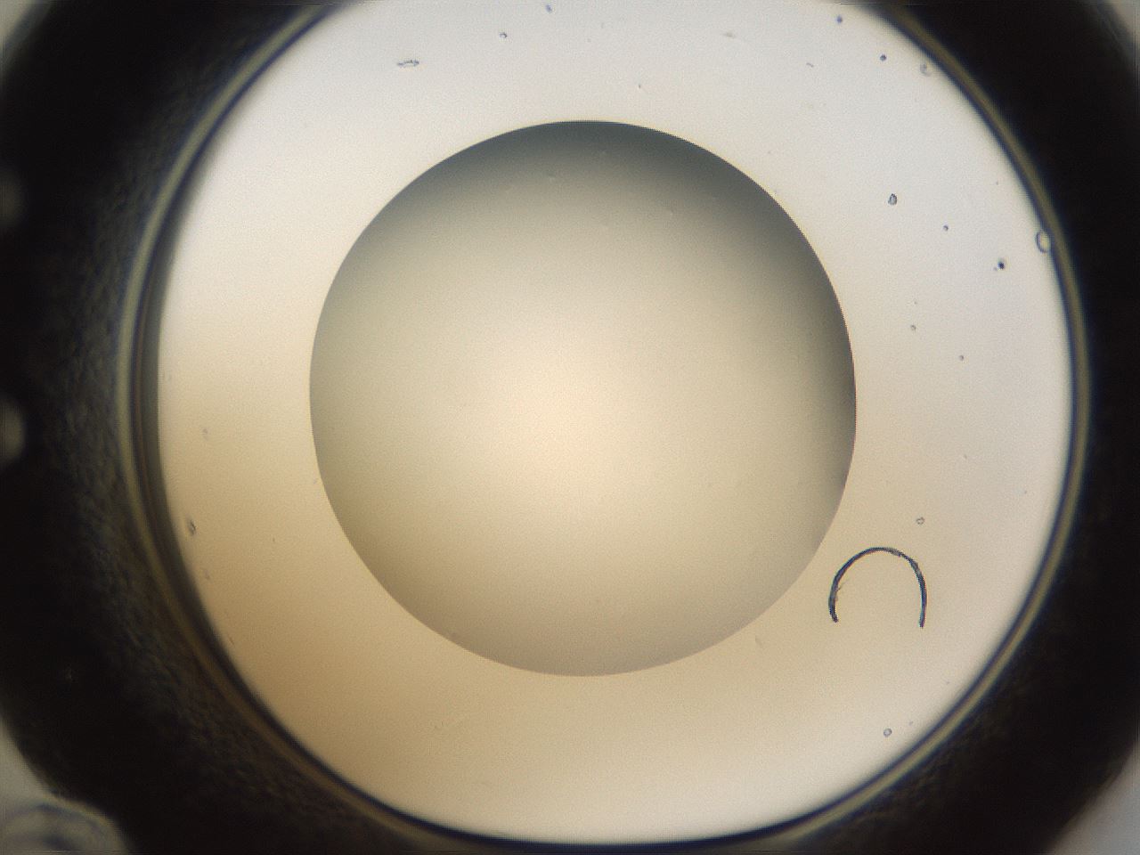 folderID303_plateID1303_batchID4303_wellNum60_profileID1_d1_r78547_ef.jpg