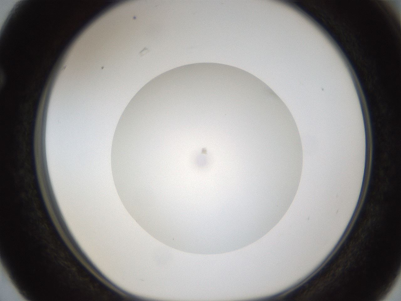 folderID303_plateID1303_batchID4303_wellNum63_profileID1_d1_r78550_ef.jpg