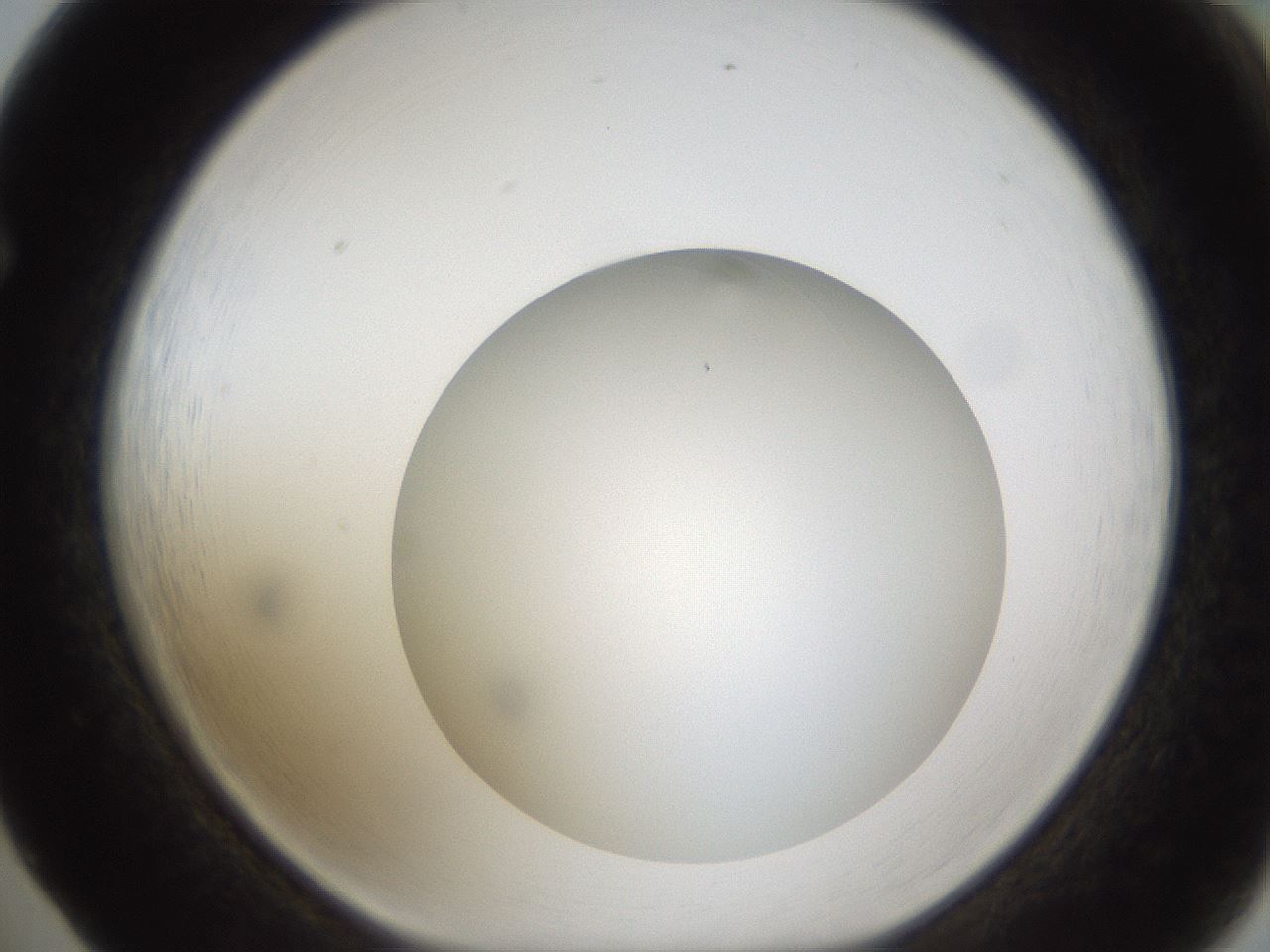 folderID303_plateID1303_batchID4303_wellNum65_profileID1_d1_r78552_ef.jpg