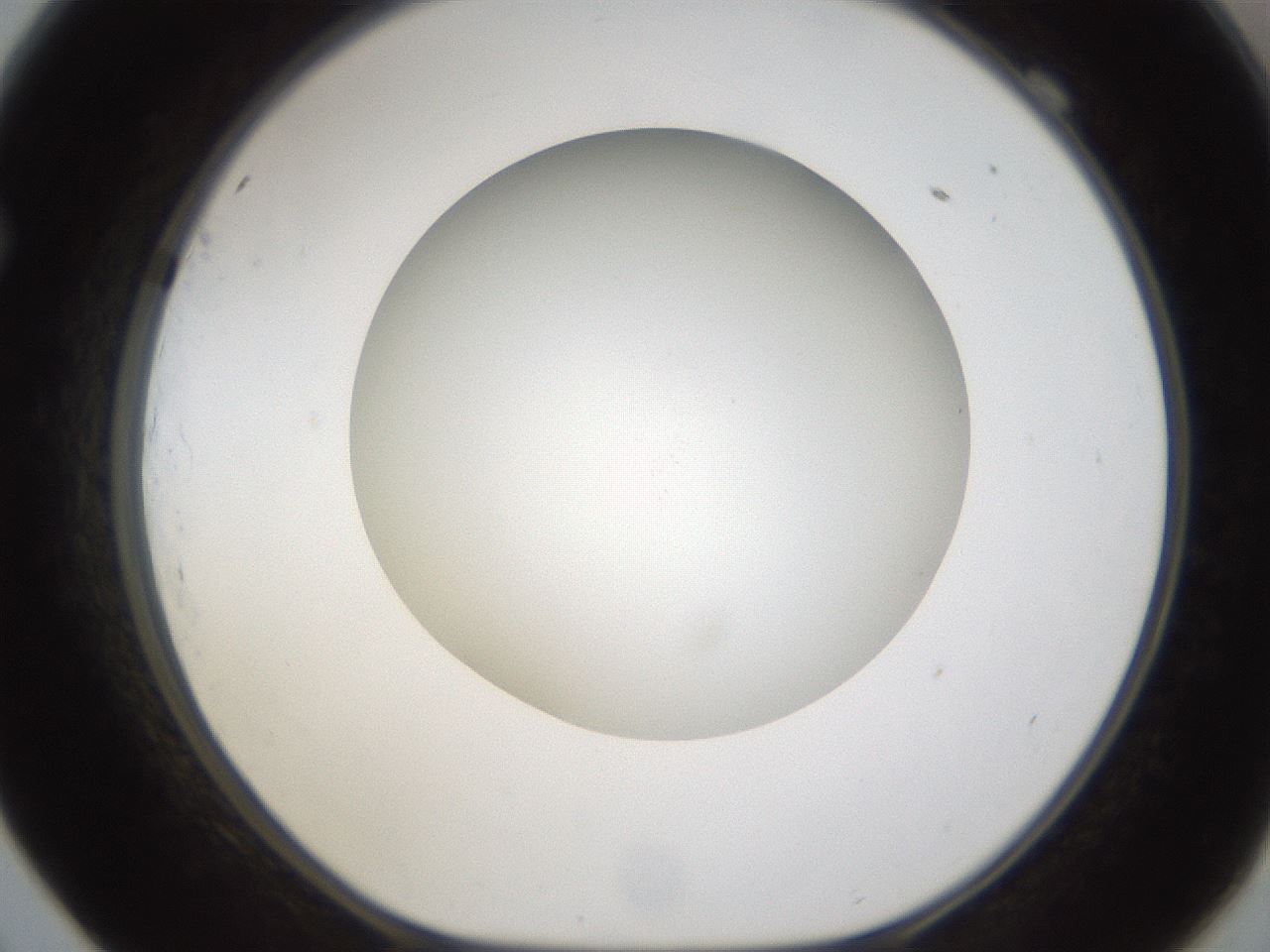 folderID303_plateID1303_batchID4303_wellNum69_profileID1_d1_r78556_ef.jpg