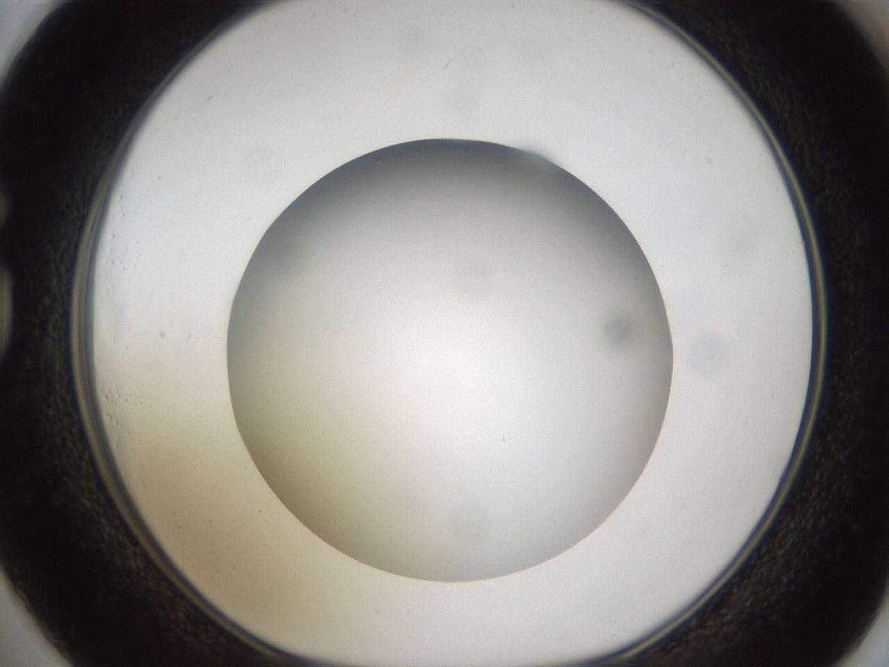 folderID303_plateID1303_batchID4303_wellNum73_profileID1_d1_r78560_ef.jpg