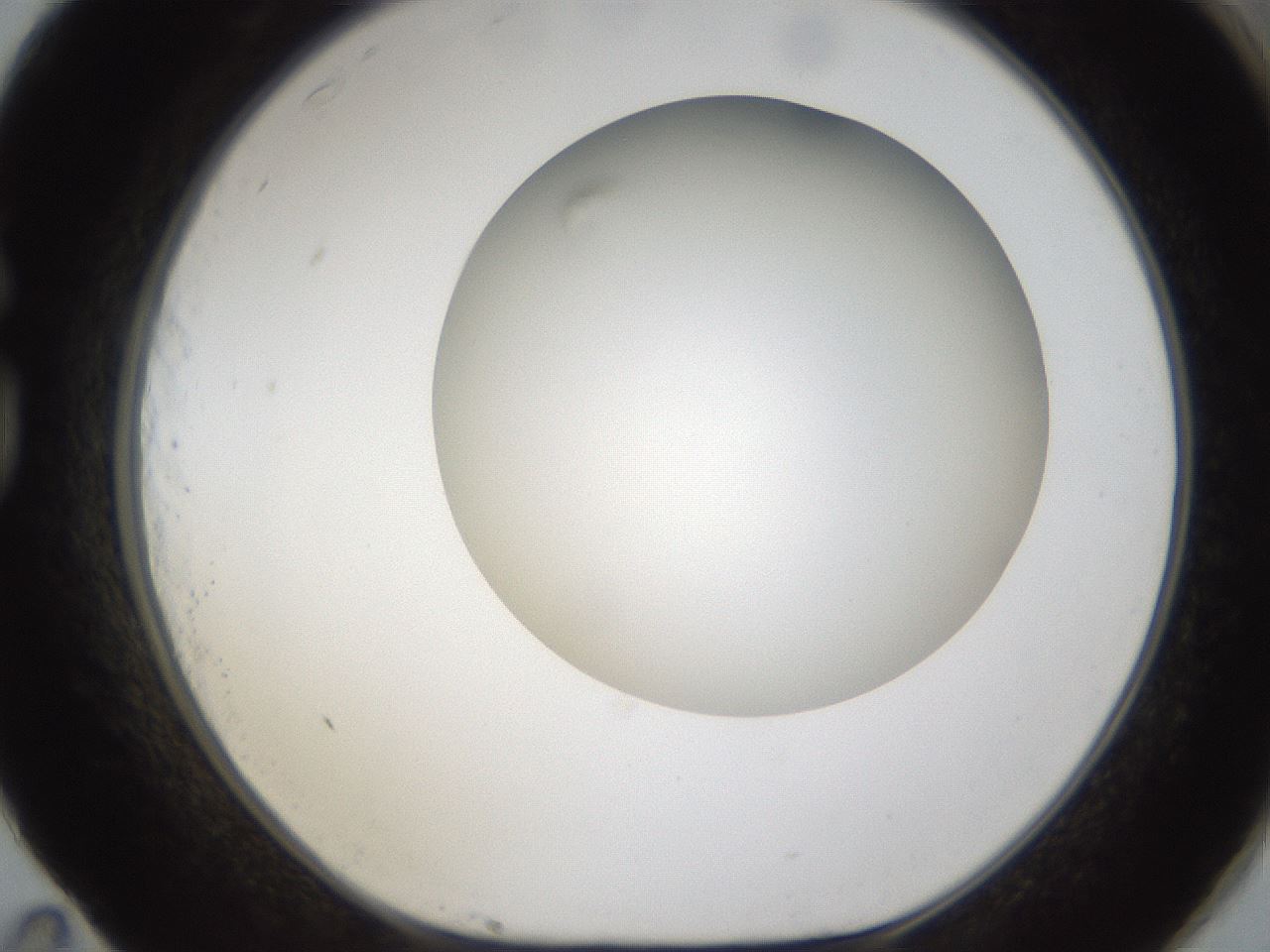 folderID303_plateID1303_batchID4303_wellNum83_profileID1_d1_r78570_ef.jpg