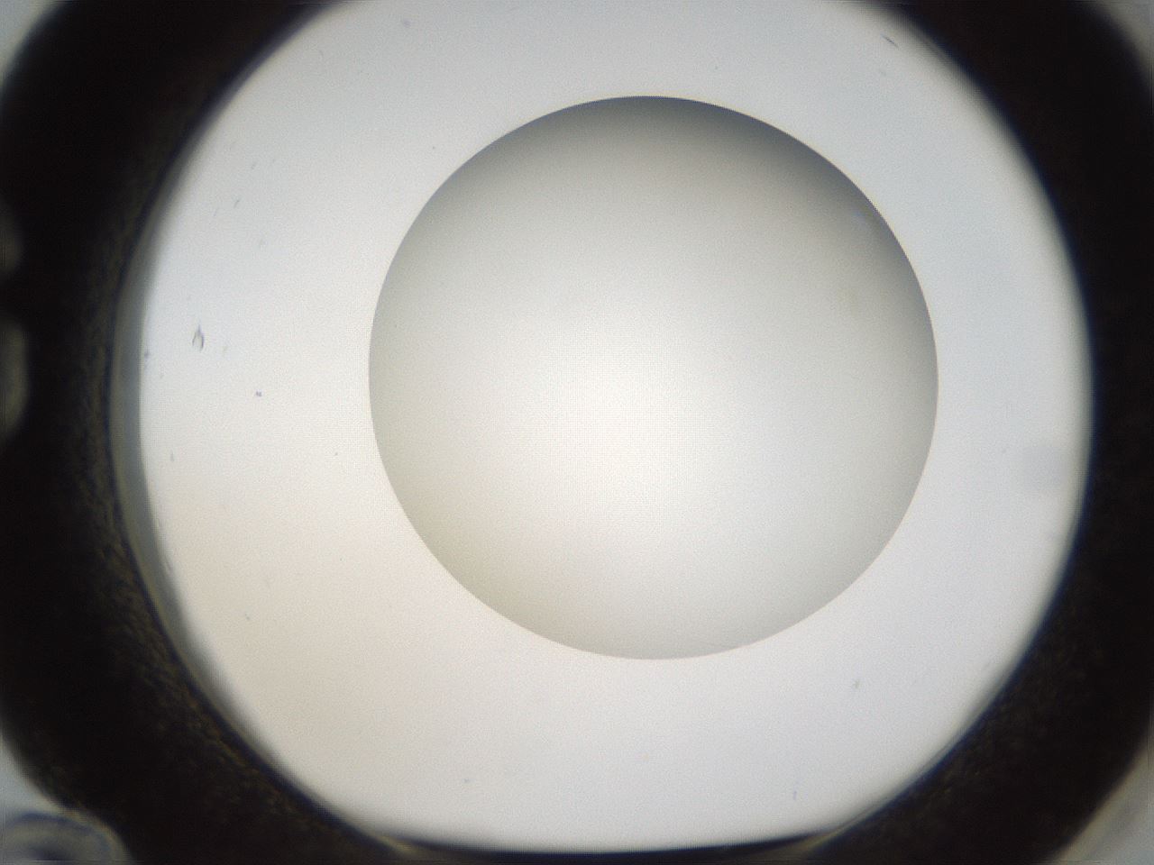 folderID303_plateID1303_batchID4303_wellNum84_profileID1_d1_r78571_ef.jpg