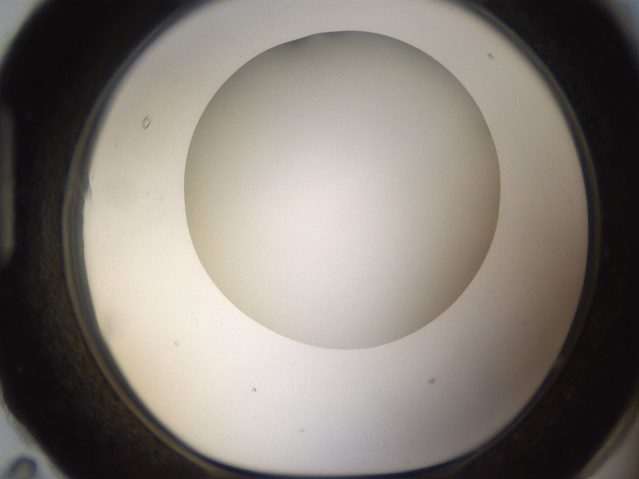 folderID303_plateID1303_batchID4303_wellNum95_profileID1_d1_r78582_ef.jpg