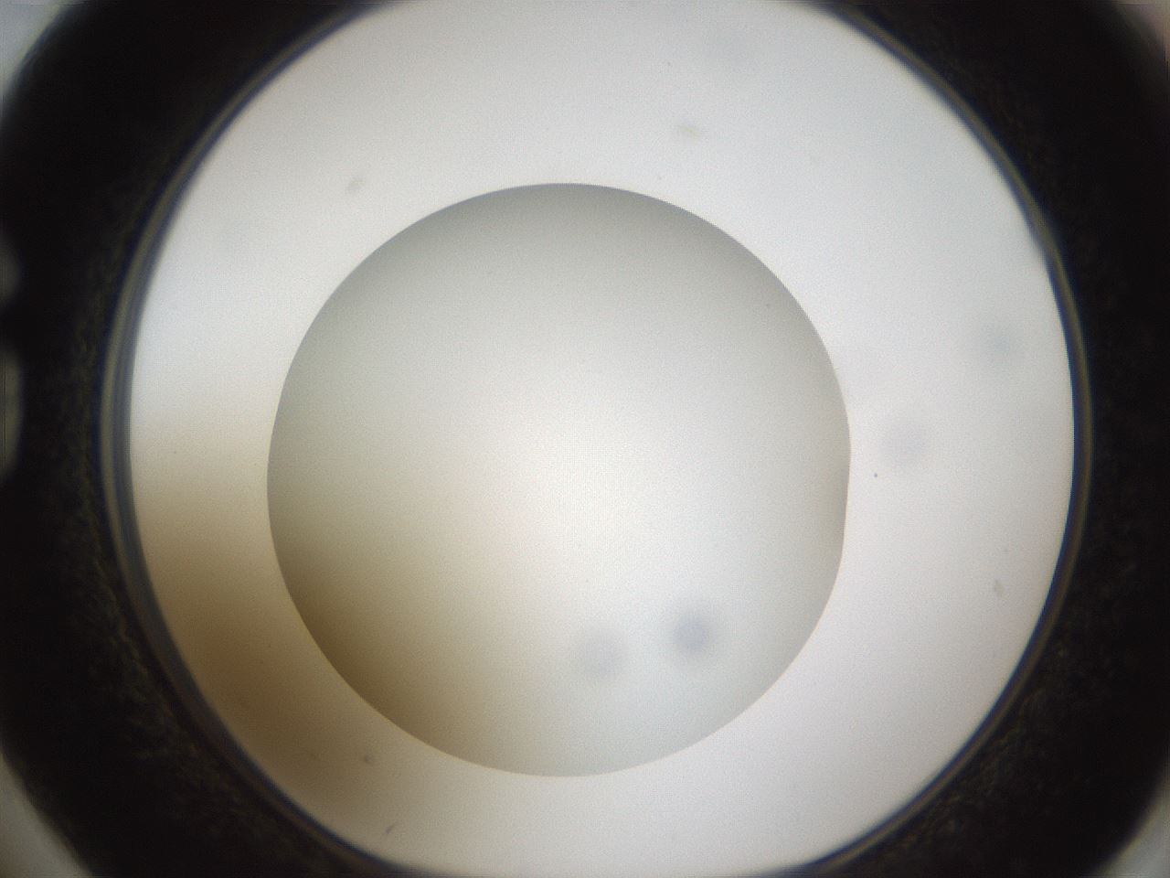 folderID303_plateID1303_batchID4303_wellNum74_profileID1_d1_r78561_ef.jpg