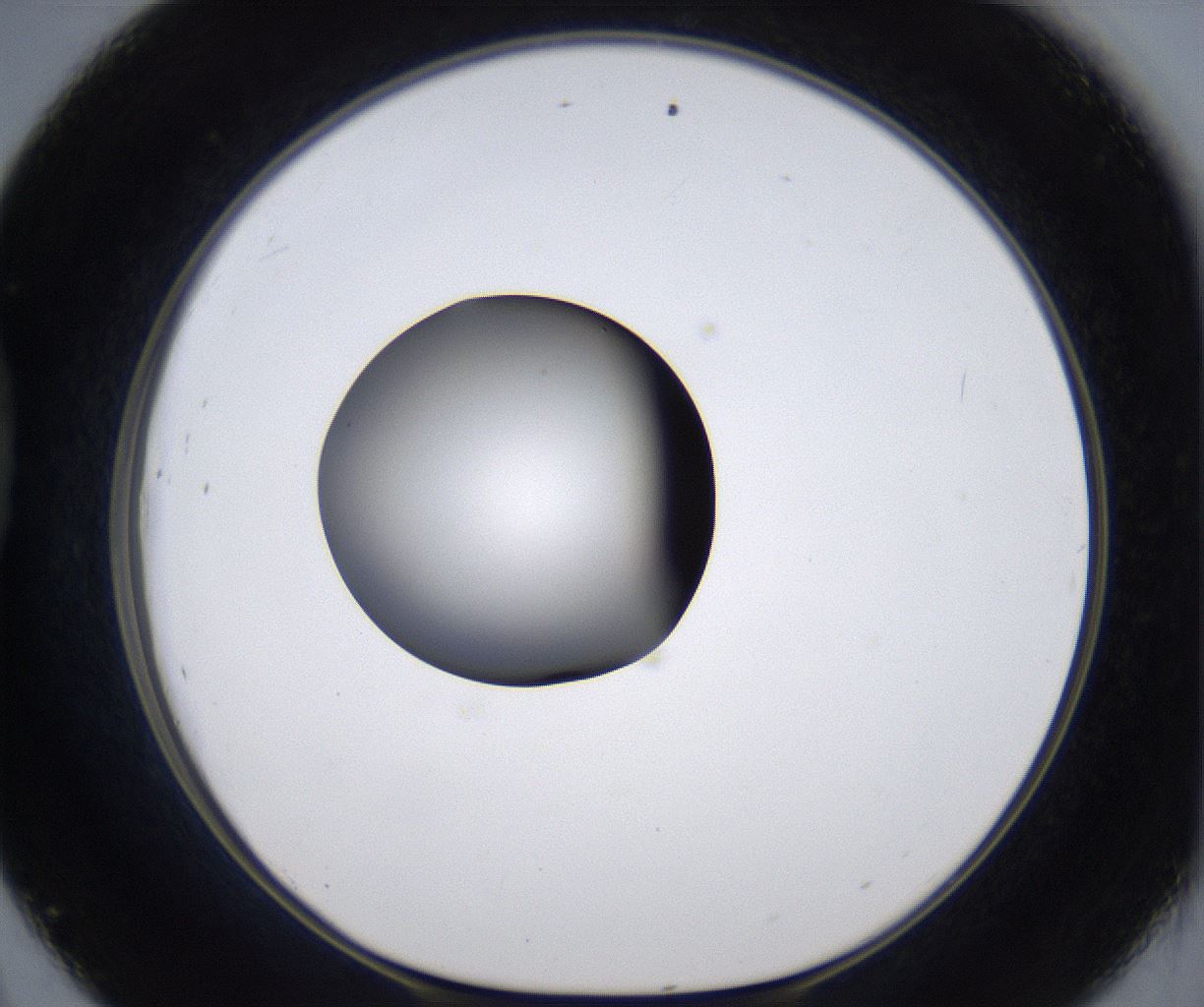 folderID303_plateID2303_batchID10849_wellNum45_profileID1_d1_r161178_ef.jpg