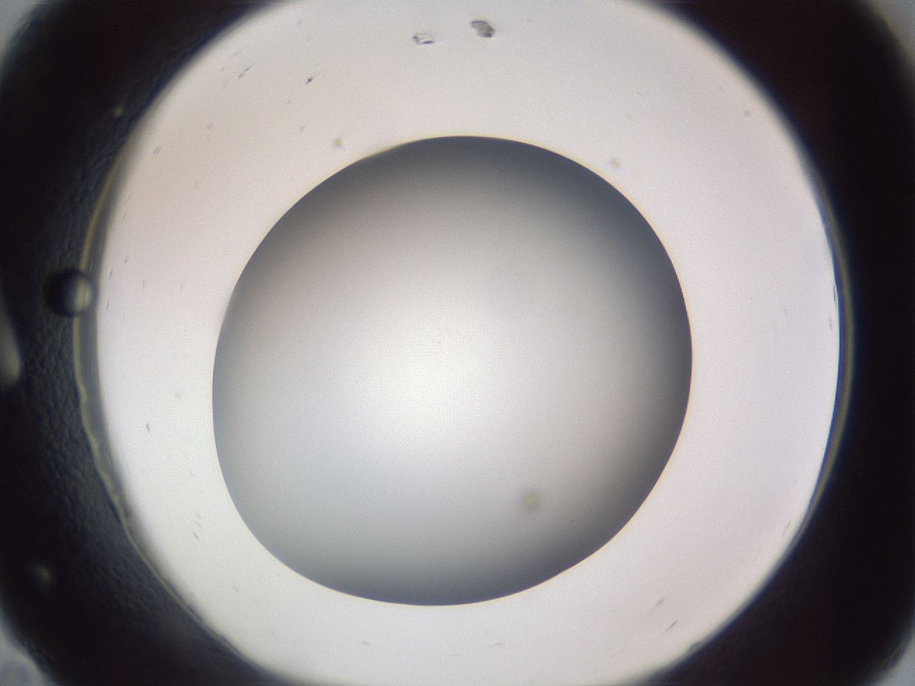 folderID305_plateID1305_batchID4293_wellNum11_profileID1_d1_r77826_ef.jpg