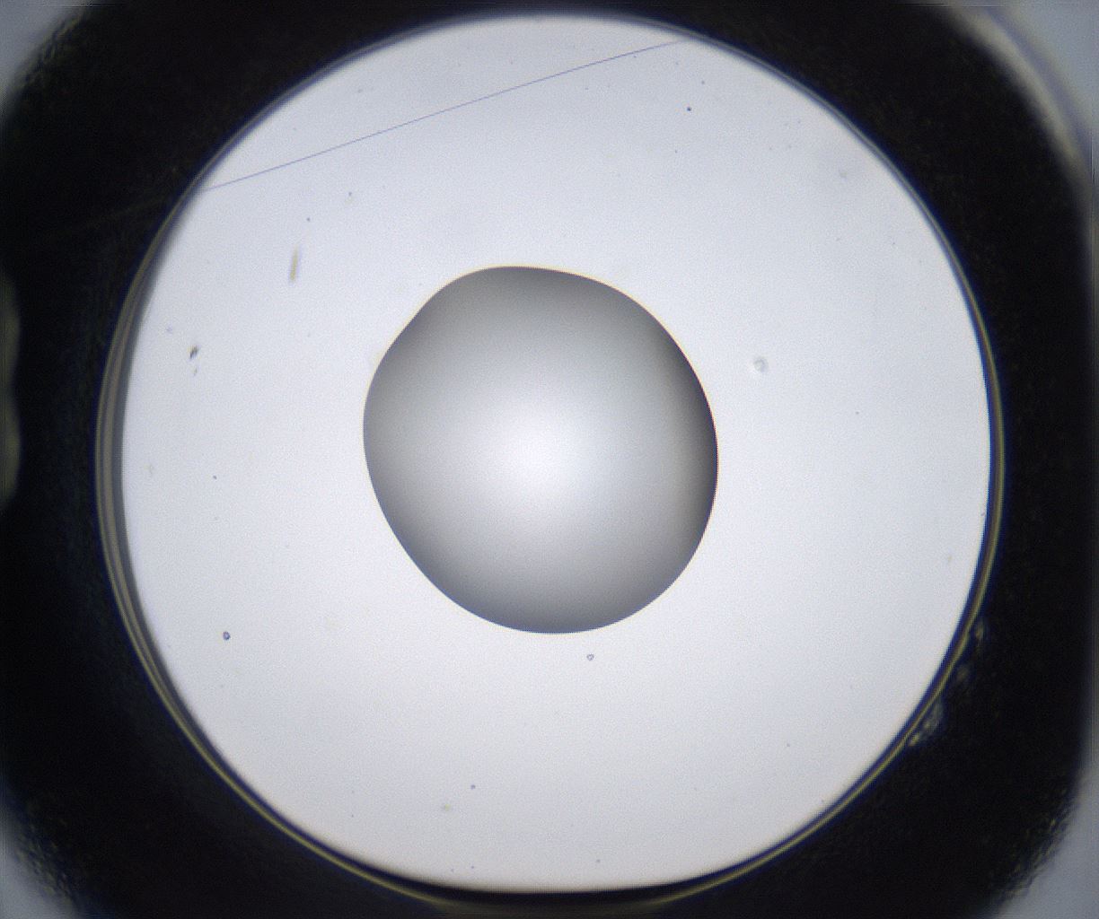 folderID303_plateID2303_batchID10849_wellNum14_profileID1_d1_r161147_ef.jpg