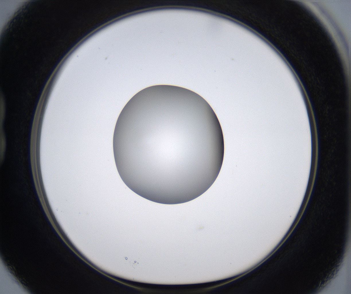 folderID303_plateID2303_batchID10849_wellNum15_profileID1_d1_r161148_ef.jpg