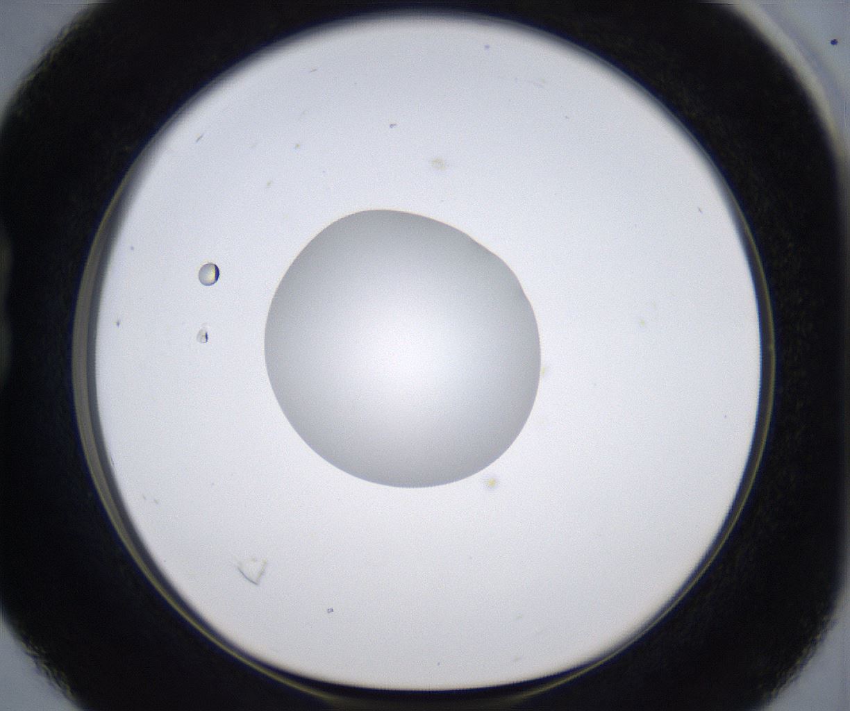 folderID303_plateID2303_batchID10849_wellNum16_profileID1_d1_r161149_ef.jpg