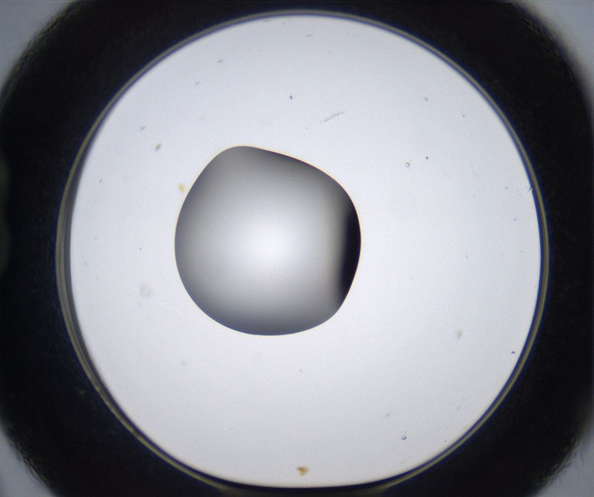 folderID303_plateID2303_batchID10849_wellNum21_profileID1_d1_r161154_ef.jpg