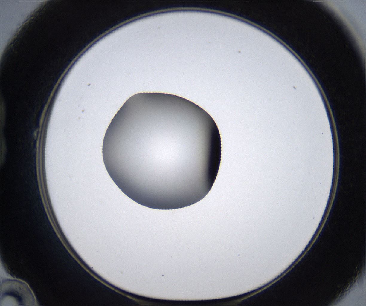folderID303_plateID2303_batchID10849_wellNum22_profileID1_d1_r161155_ef.jpg