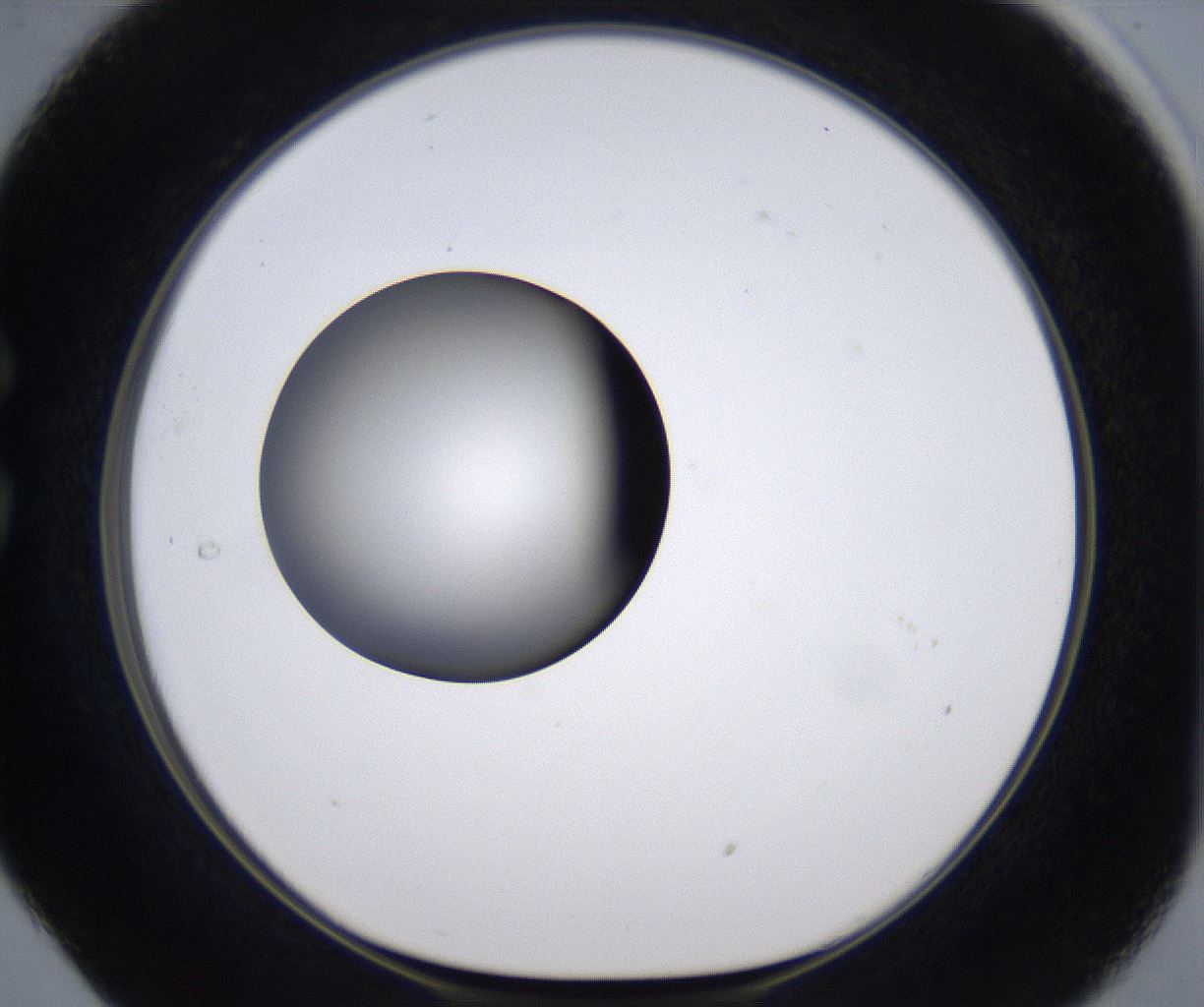 folderID303_plateID2303_batchID10849_wellNum29_profileID1_d1_r161162_ef.jpg