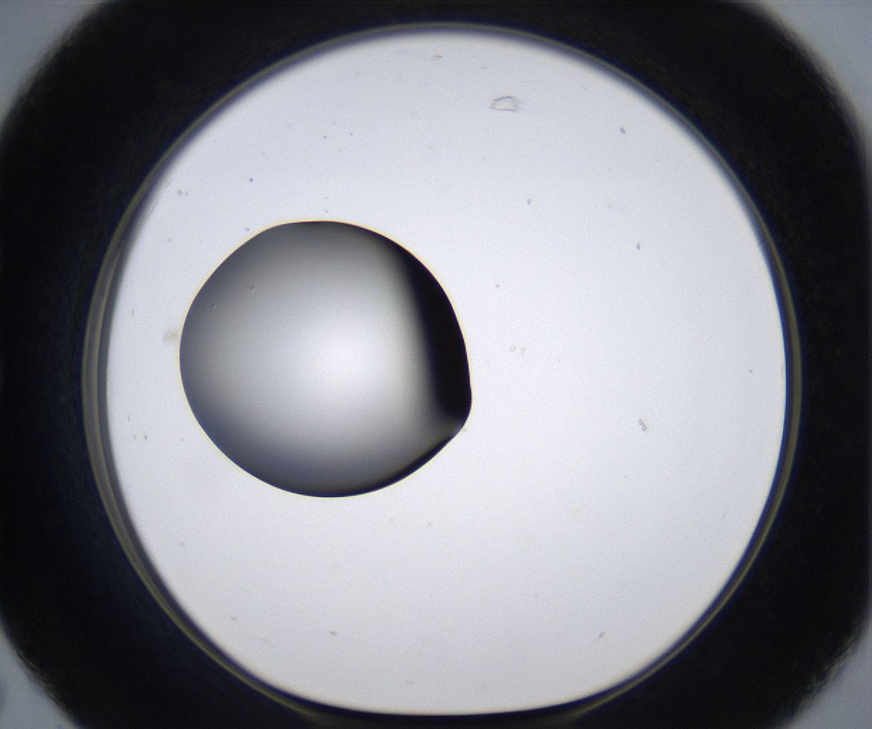 folderID303_plateID2303_batchID10849_wellNum31_profileID1_d1_r161164_ef.jpg