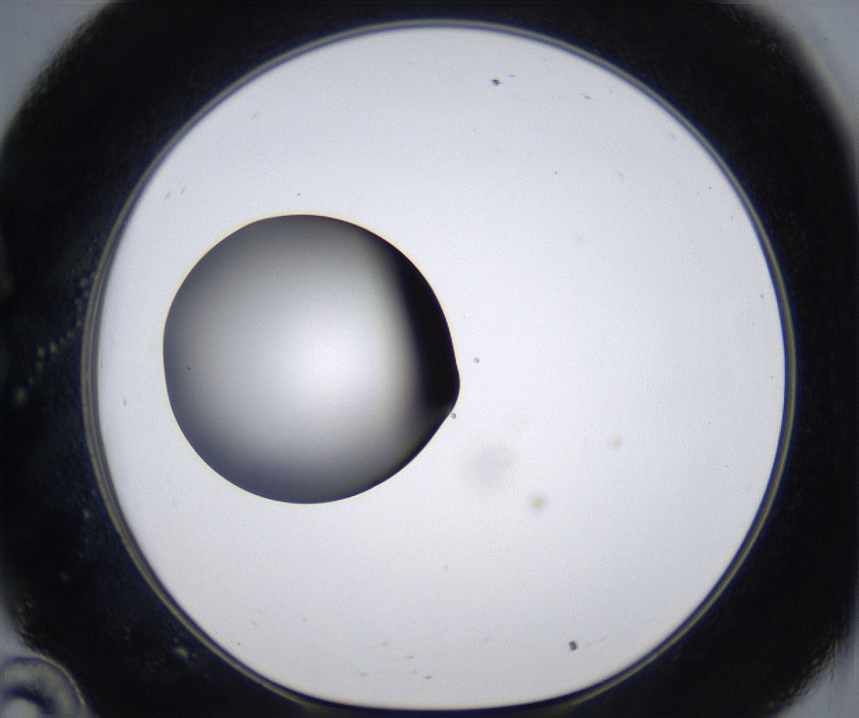 folderID303_plateID2303_batchID10849_wellNum34_profileID1_d1_r161167_ef.jpg