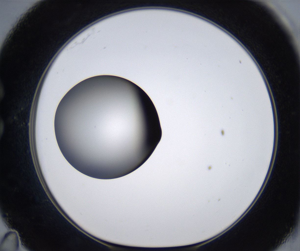 folderID303_plateID2303_batchID10849_wellNum35_profileID1_d1_r161168_ef.jpg