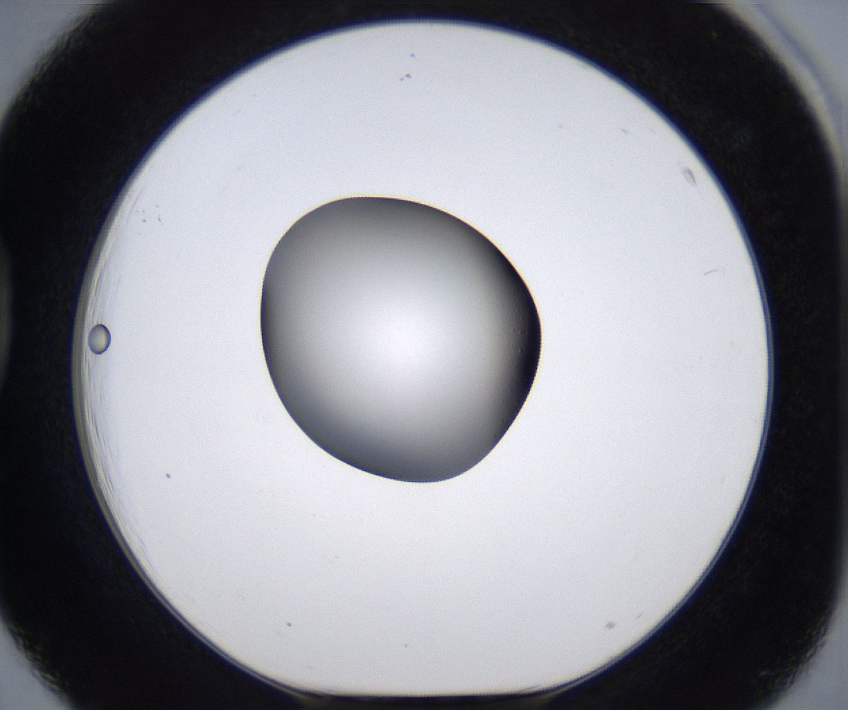 folderID303_plateID2303_batchID10849_wellNum39_profileID1_d1_r161172_ef.jpg