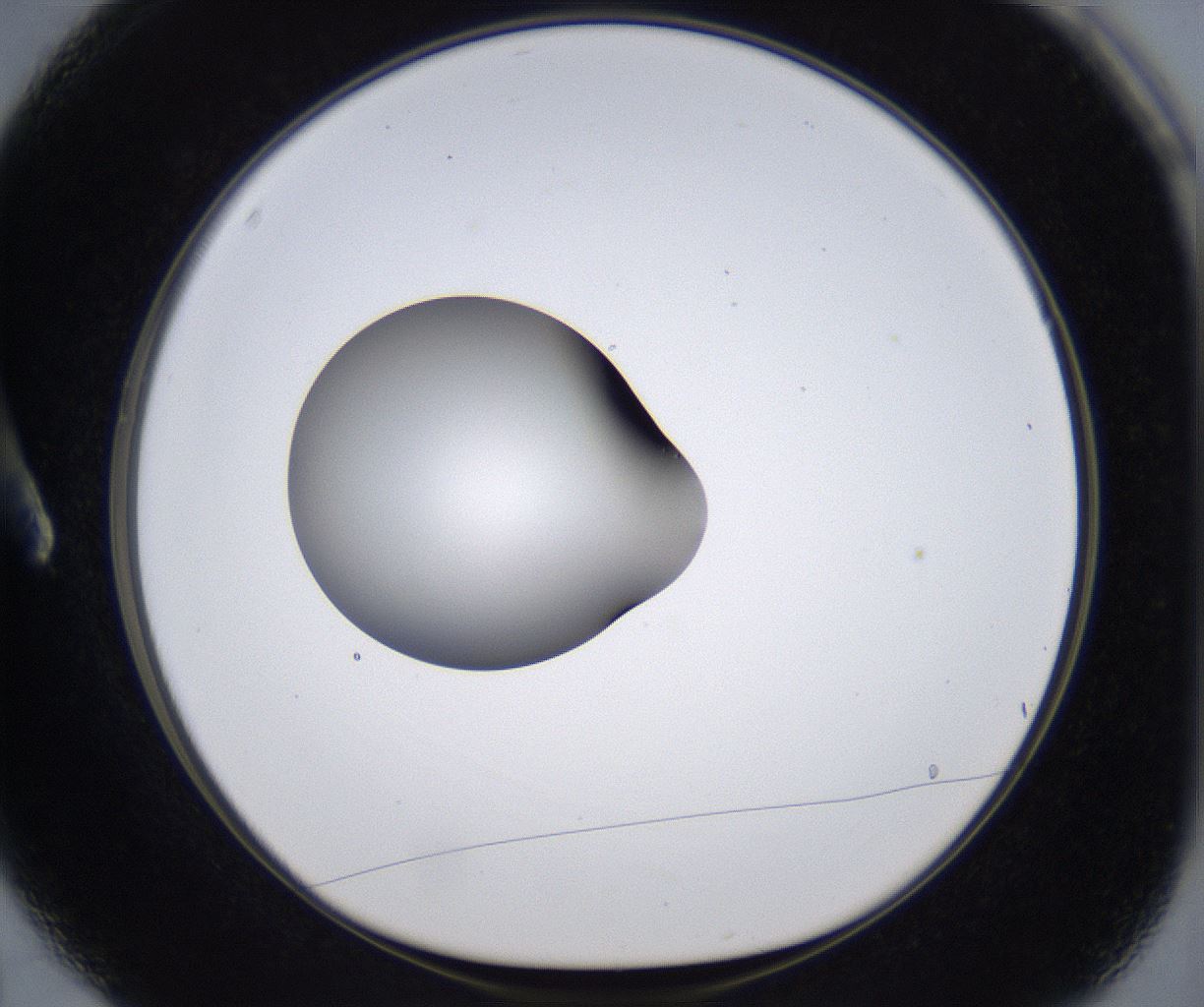 folderID303_plateID2303_batchID10849_wellNum3_profileID1_d1_r161136_ef.jpg