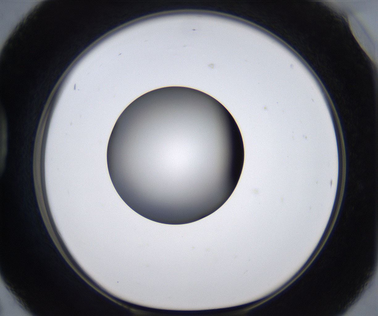 folderID303_plateID2303_batchID10849_wellNum42_profileID1_d1_r161175_ef.jpg