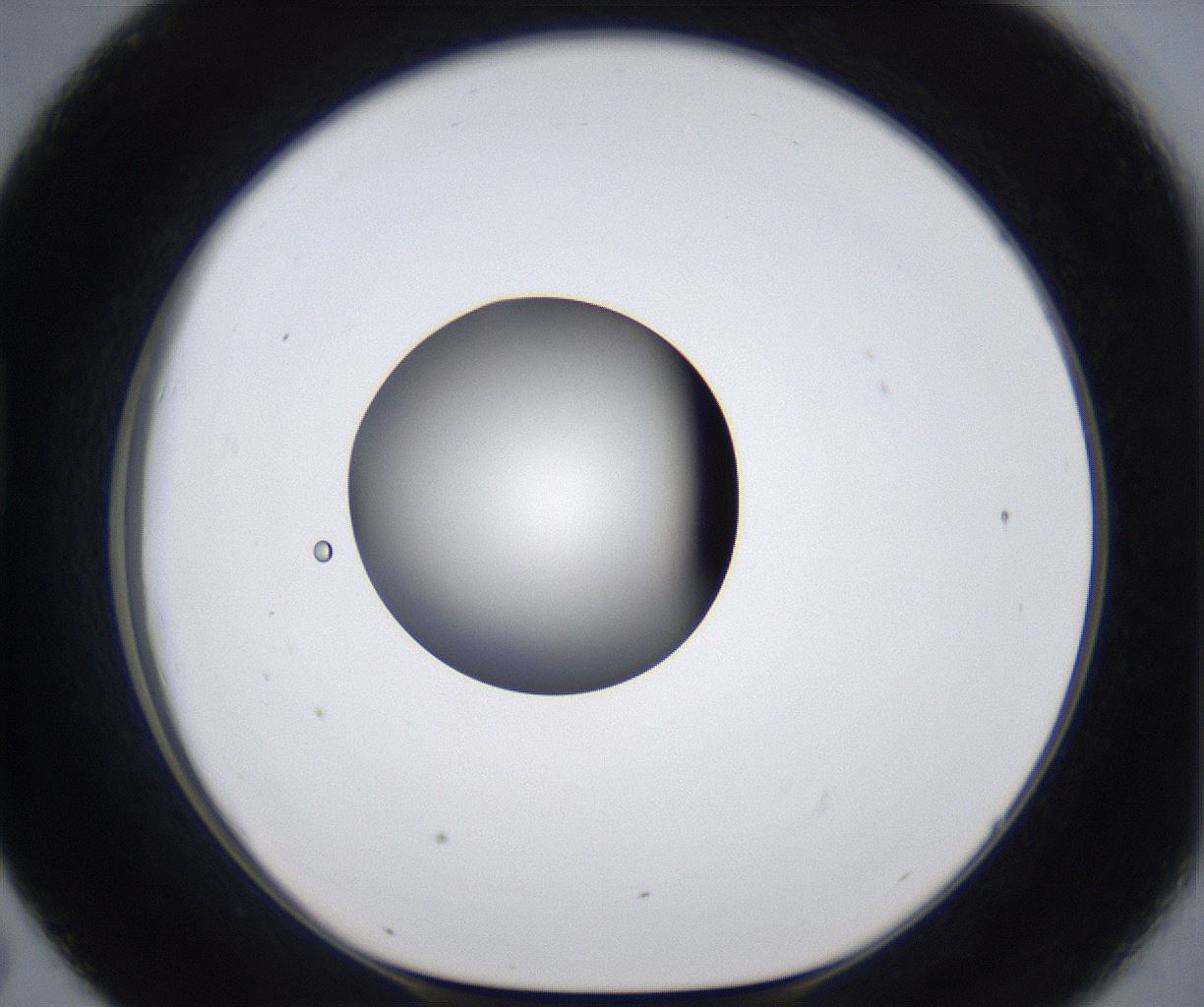 folderID303_plateID2303_batchID10849_wellNum43_profileID1_d1_r161176_ef.jpg
