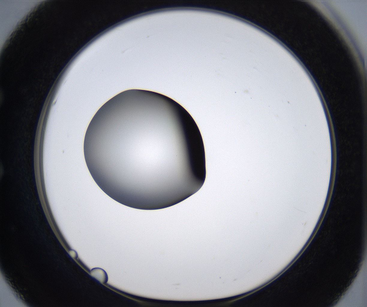 folderID303_plateID2303_batchID10849_wellNum51_profileID1_d1_r161184_ef.jpg