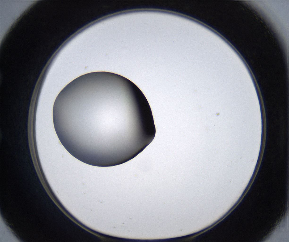folderID303_plateID2303_batchID10849_wellNum57_profileID1_d1_r161190_ef.jpg