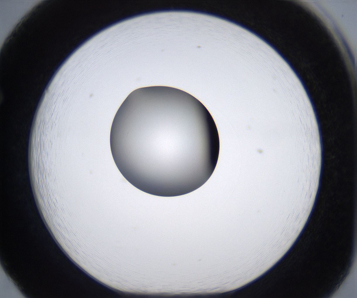 folderID303_plateID2303_batchID10849_wellNum65_profileID1_d1_r161198_ef.jpg