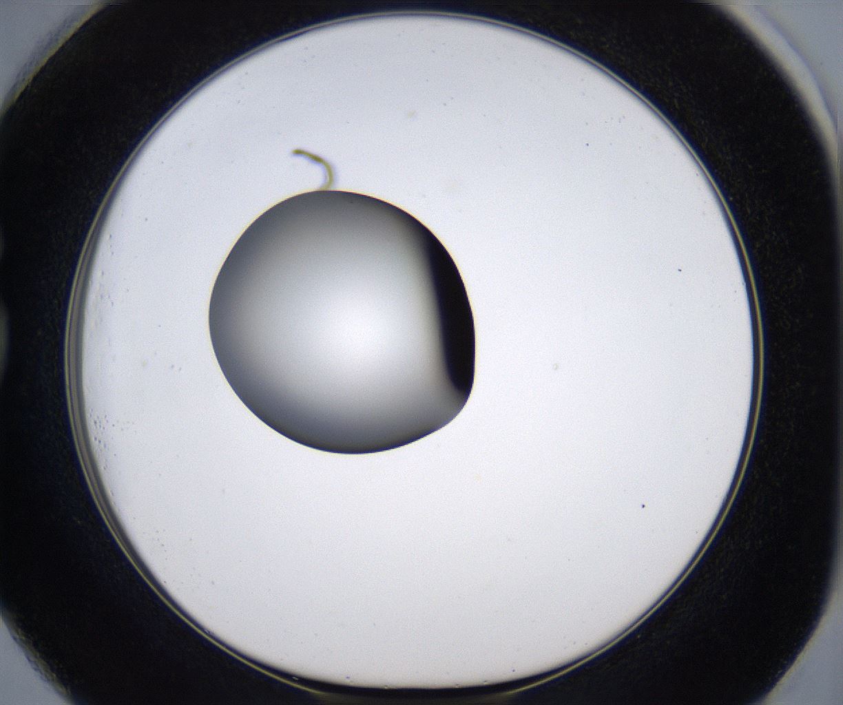 folderID303_plateID2303_batchID10849_wellNum73_profileID1_d1_r161206_ef.jpg